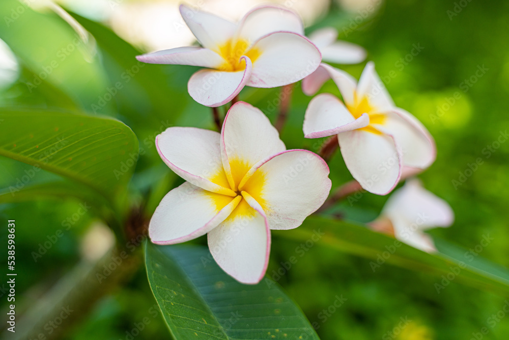Frangipani - tropische Blume