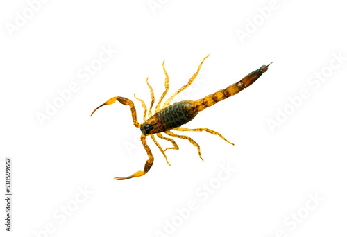 Brown Scorpion in front of a white background.