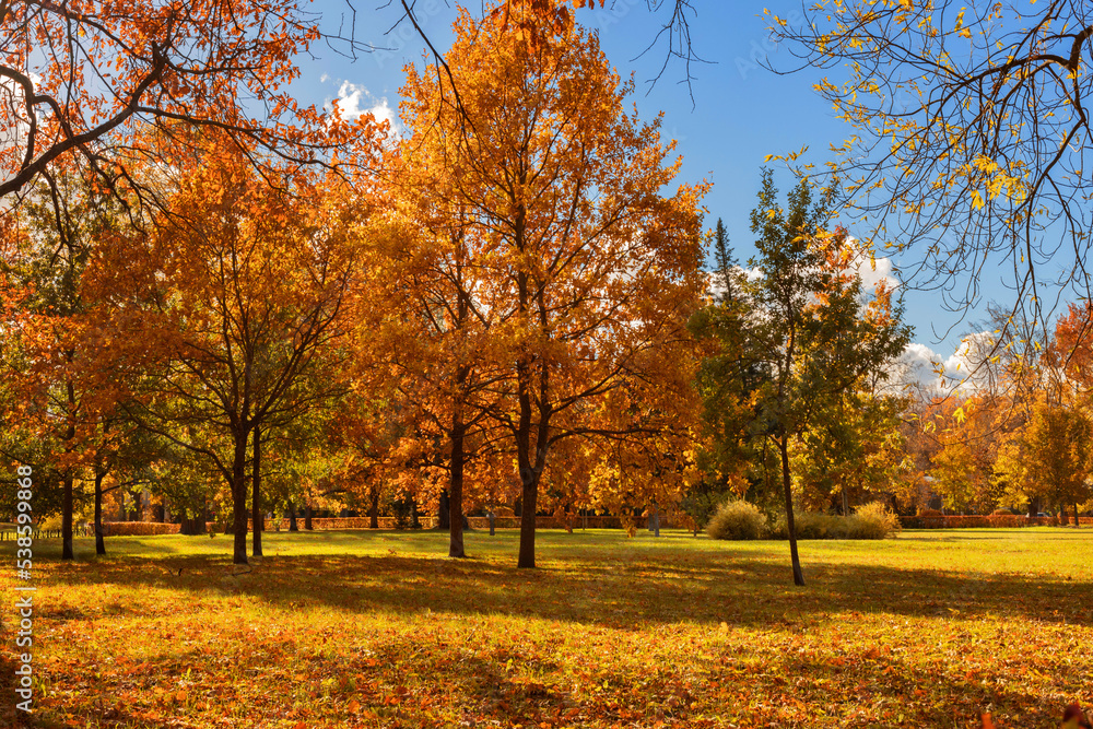  autumn forest landscape, trees with yellow leaves in the park, Beautiful autumn landscape with fallen dry leaves