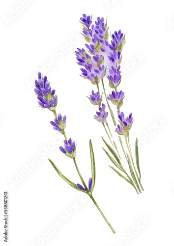 Watercolor hand drawn botanical illustration with  lavender branche. Purple lavender branches, can be use as poster, print, postcard, invitation, element of textile, packaging design, tattoo design.
