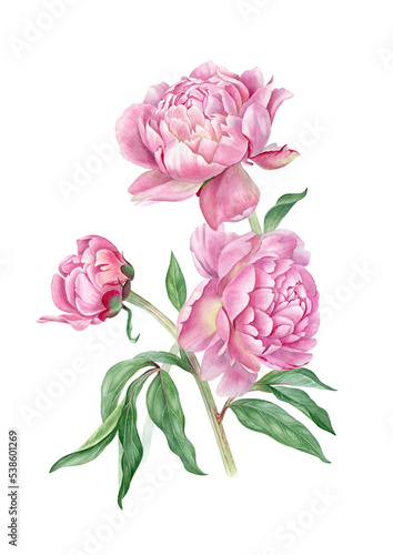 Watercolor hand drawn pink peony botanical illustration. Can be use as print, poster, postcard, element design, textile, packaging design, label.