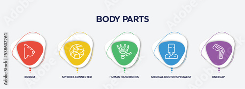 infographic element template with body parts outline icons such as bosom, spheres connected by lines, human hand bones, medical doctor specialist, kneecap vector.