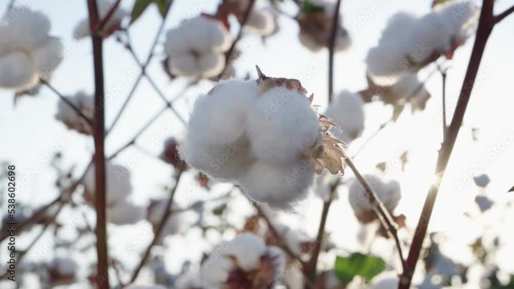 cotton ball close-up on the background of cotton beds cotton ball close-up on the background of cotton beds