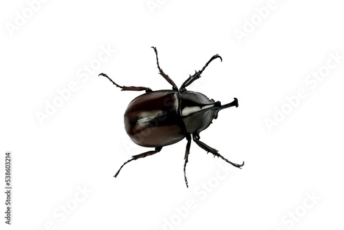 The Asiatic coconut palm rhinoceros beetle insect isolated on white background.