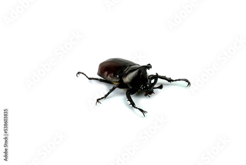 The Asiatic coconut palm rhinoceros beetle insect.