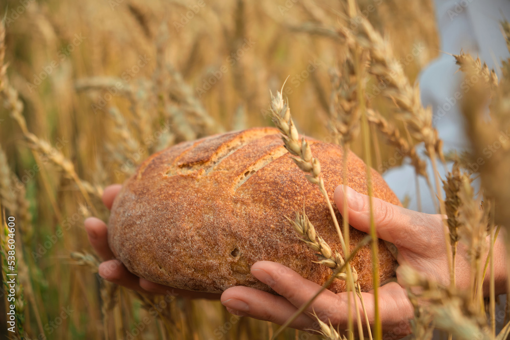 Obraz premium Fresh baked bread in senior farmer's hands on ears of wheat background, close-up. Grain harvest, agriculture concept.