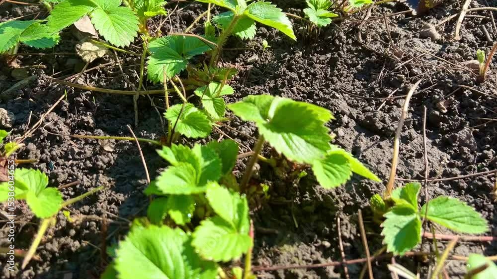 Spring strawberries grow in the garden. Strawberry plant in growth in the garden. The concept of organic farming. Spring strawberries grow in the garden. Strawberry plant in growth in the garden. The concept of organic farming.