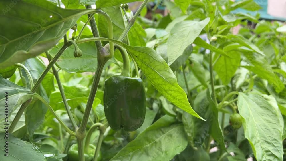 Pepper plantation. Rows of bell peppers in a greenhouse. Growing