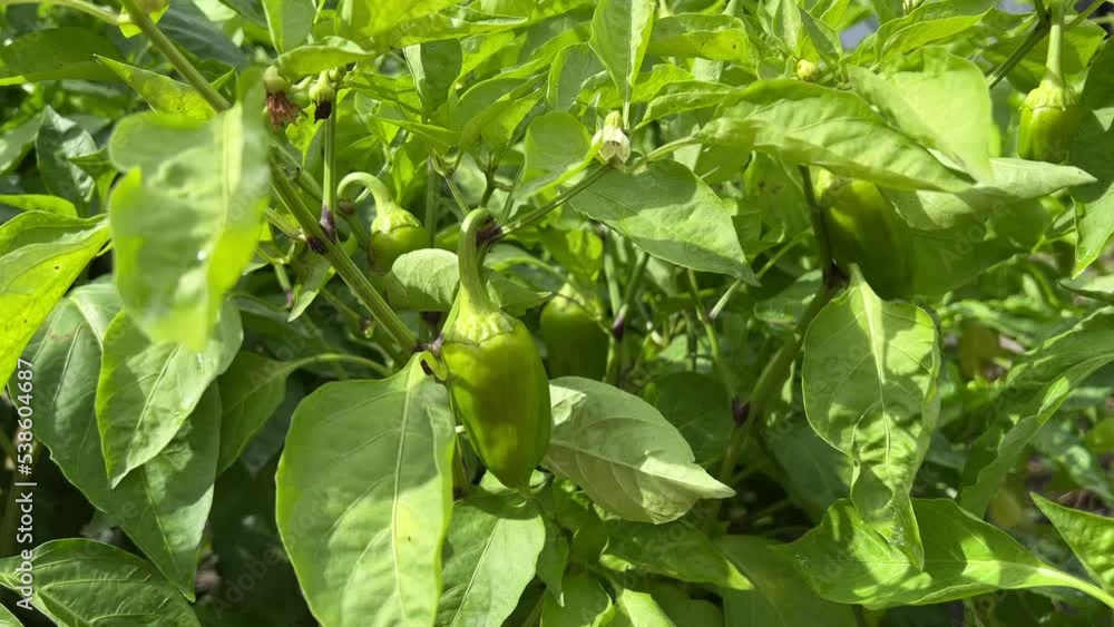 Pepper plantation. Rows of bell peppers in a greenhouse. Growing