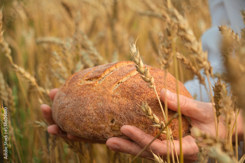 Fresh baked bread in senior farmer's hands on ears of wheat background, close-up. Grain harvest, agriculture concept.