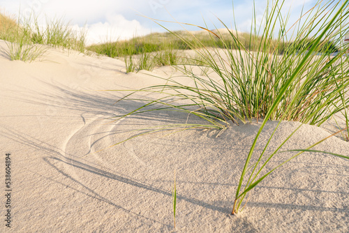 Dünengras am Strand photo