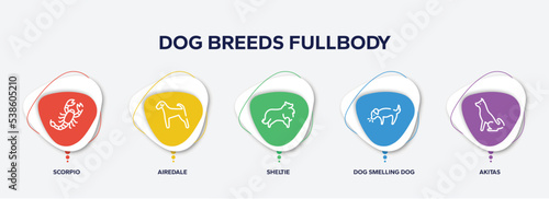 infographic element template with dog breeds fullbody outline icons such as scorpio, airedale, sheltie, dog smelling dog, akitas vector.
