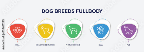 infographic element template with dog breeds fullbody outline icons such as null, miniature schnauzer, pharaoh hound, null, pug vector.