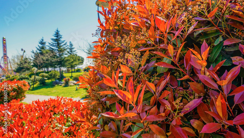 Red Taiwanese Photinia in nature. photo