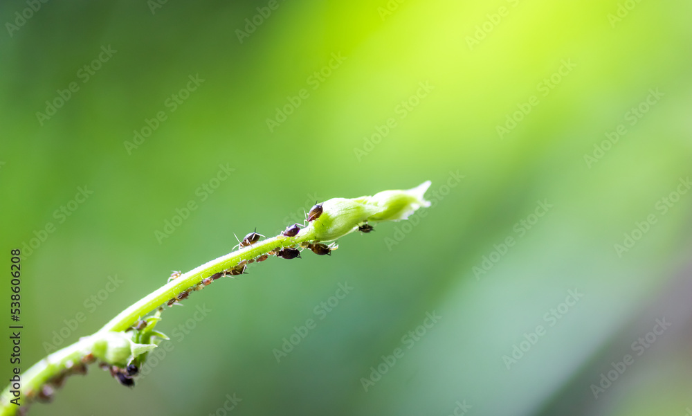 young shoots of the bean plant are destroyed by aphids. young shoots of the bean plant are destroyed by aphids.