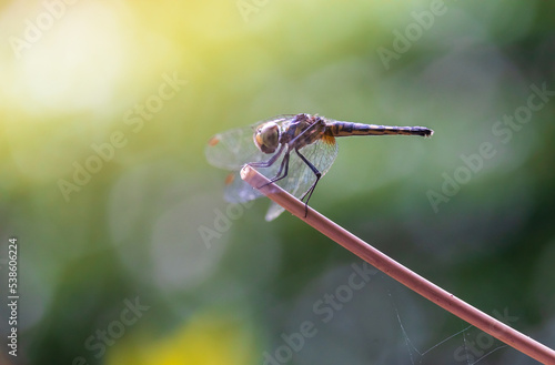 Dragonflies perching on leaves. Dragonflies in natural habitats. Beautiful natural scenery with dragonflies. © kurapy
