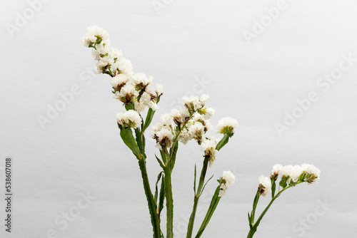 Beautiful flower concept, Inflorescence of white blooming statice isolated on grey background photo