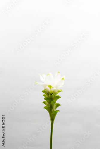 Beautiful flower concept, White blooming pathumma or siam tulip isolated on grey background photo