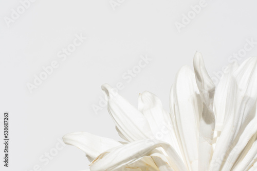 Картината върху платно Beautiful flower concept, Blooming white large chrysanthemum isolated on grey ba