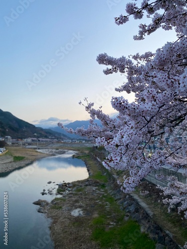 Wallpaper Mural 하동 벚꽃십리길 Torontodigital.ca