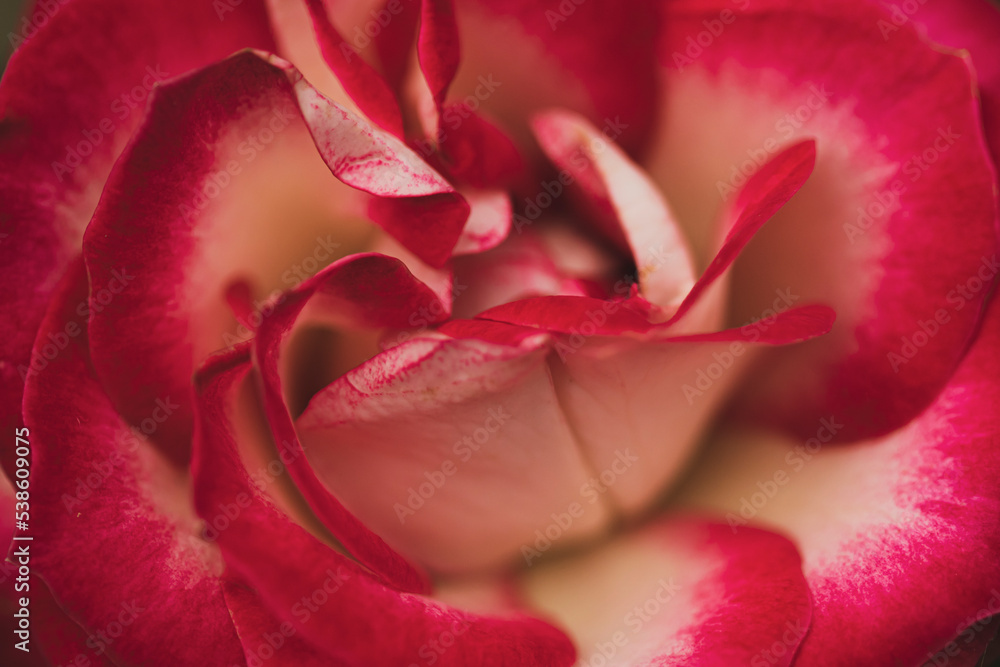 Beautiful floral spring abstract background with copy space. Beautiful floral spring abstract background with copy space.