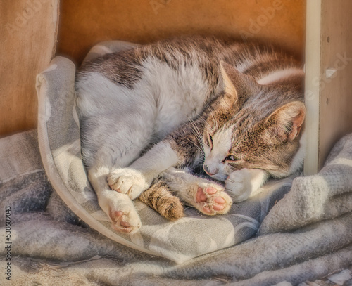 Canvas Print Wild cats hotel in the harbor of Trapanion Sicily