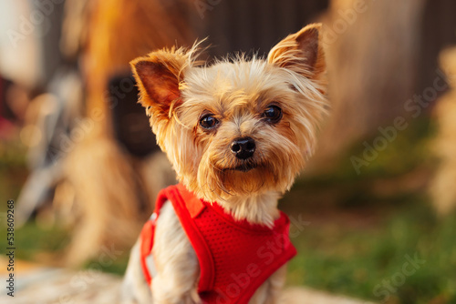 portrait of a yorkshire terrier in a red jacket