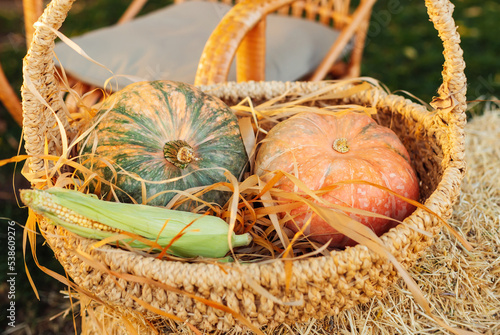 pumpkins and corn in a basket, harvesting
