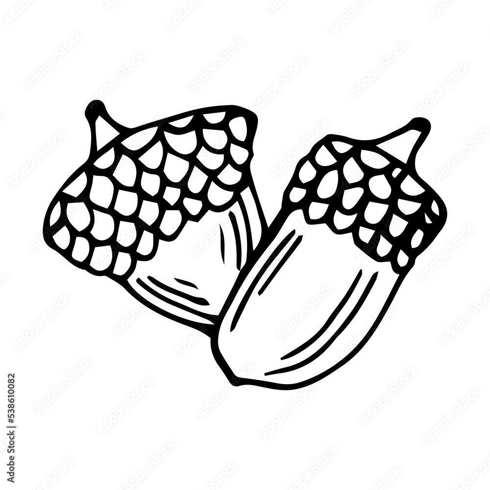 Isolated doodle acorn. Outline vector illustration of autumn acorn clip