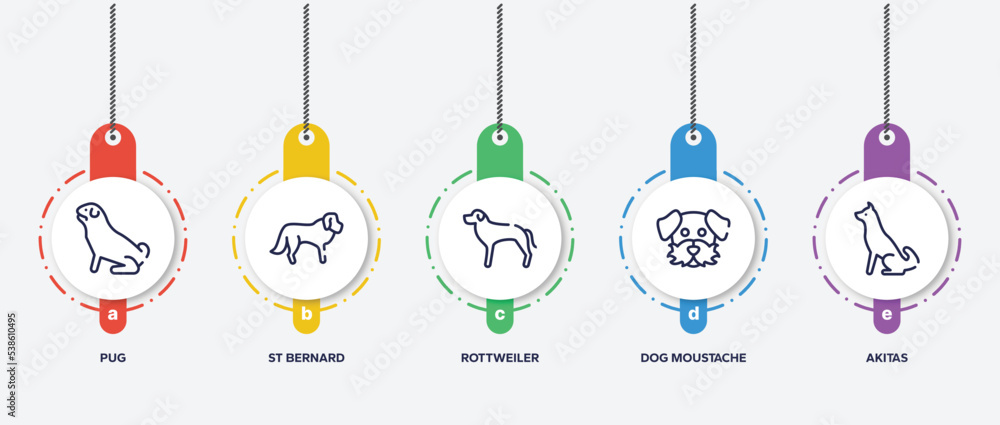 infographic element template with dog breeds fullbody outline icons such as pug, st bernard, rottweiler, dog moustache, akitas vector. infographic element template with dog breeds fullbody outline icons such as pug, st bernard, rottweiler, dog moustache, akitas vector.