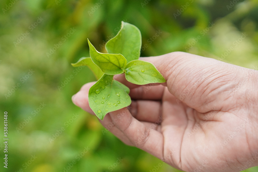 Gymnema Sylvestre Medicinal Plant Leaves. This plant is a good medicine for diabetes.Common names include gymnema, Australian cowplant and Gurmar. Gymnema Sylvestre Medicinal Plant Leaves. This plant is a good medicine for diabetes.Common names include gymnema, Australian cowplant and Gurmar.