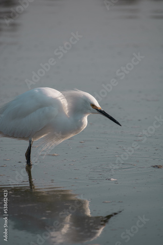 Crane bird on Lake