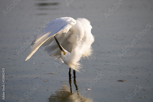 Crane bird on Lake