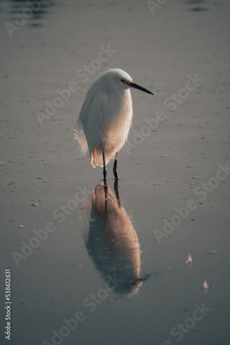 Crane bird on Lake