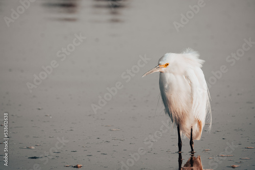 Crane bird on Lake