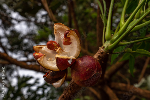 Detail of closed fruit and open fruit with red seeds of Guarea, plant of tropical savanna (cerrado) photo