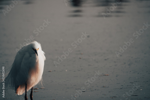 Crane bird on Lake