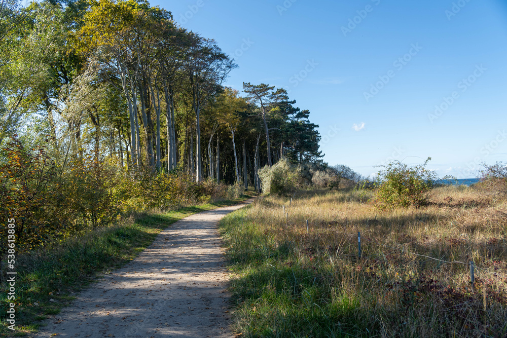 path in the woods, beautiful sun light during autumn