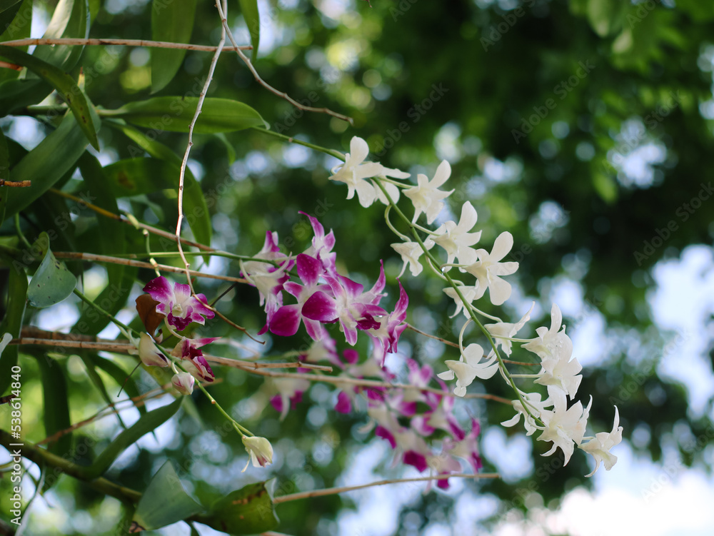 Orchid flowers attached to the city park tree Orchid flowers attached to the city park tree