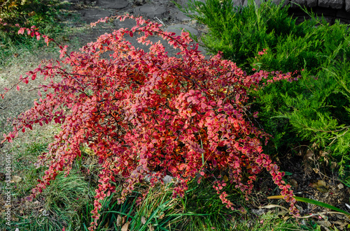 bush Berberis vulgaris, thunbergii, ottawensis with red autumn leaves. Bright texture of the foliage of an ornamental barberry tree