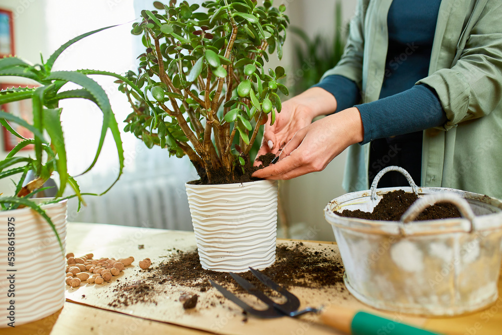 Woman putting fibre soil by hands, transplanting Crassula plant into new pot at home