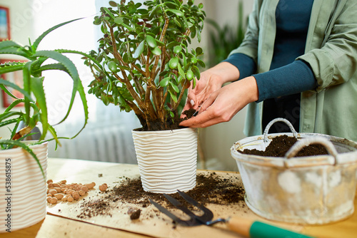 Woman putting fibre soil by hands, transplanting Crassula plant into new pot at home