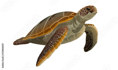 Photography Realistic detailed ocean turtle, sea tortoise isolated on white background
