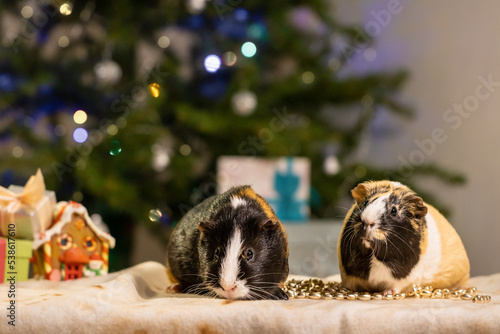 Couple cute guinea pigs in Christmas