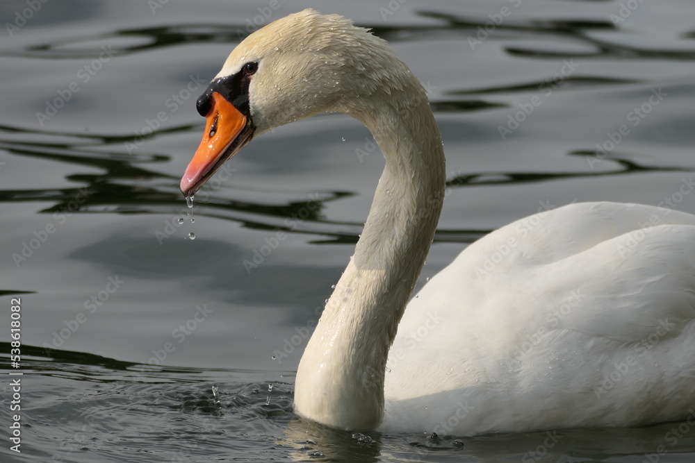 Obraz premium Schwan im See