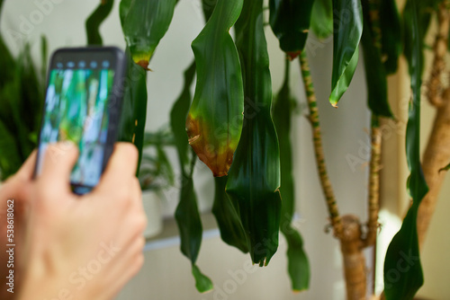 Woman with smartphone taking photo of the leaf diseases Dracaena palm photo