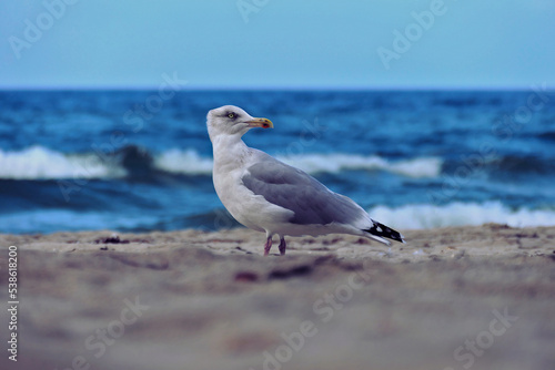 Möve am Strand