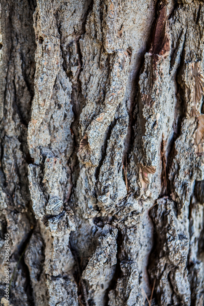 Tree Texture Tree Texture