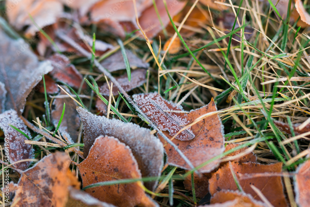 Frost on fallen leaves in late autumn or early winter, frost on grass at first frost - cold season concept