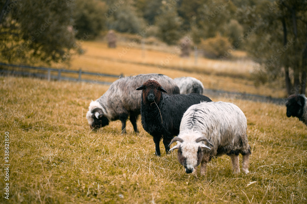 Herd of sheep on the meadow. Concept of animal farm in the village Herd of sheep on the meadow. Concept of animal farm in the village
